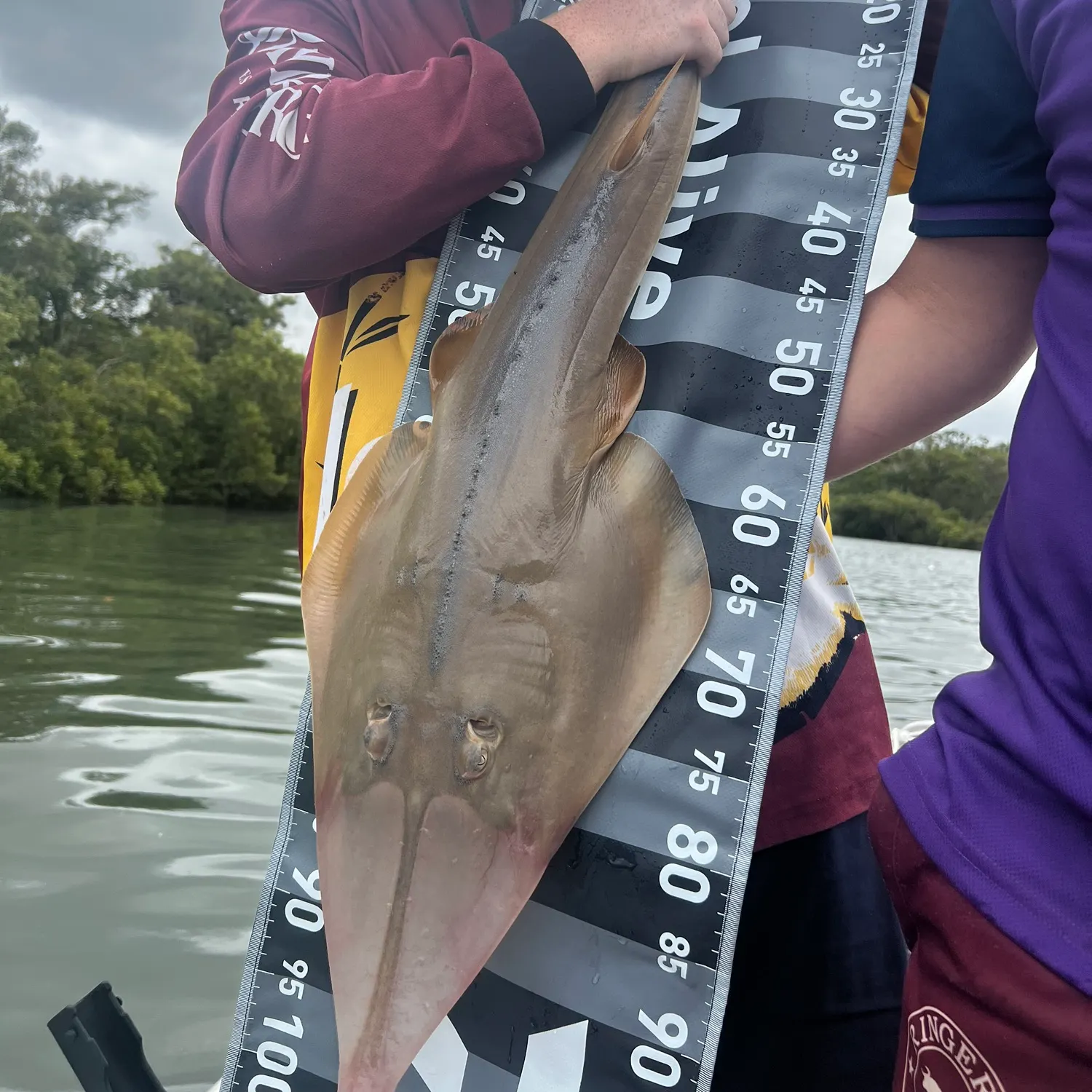 The most recent Pacific shovelnose guitarfish catches on Fishbrain