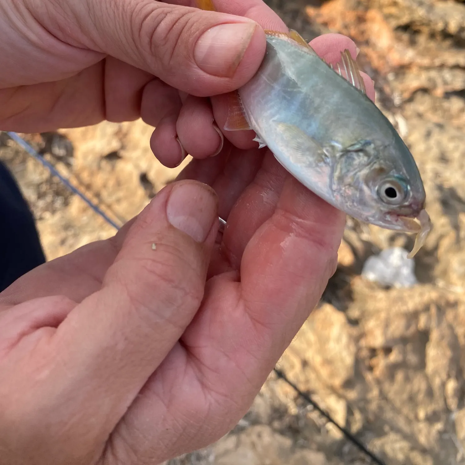 Saddled seabream caught on Fishbrain