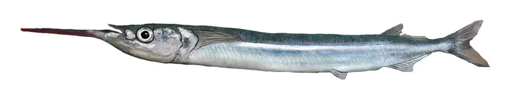 Southern garfish