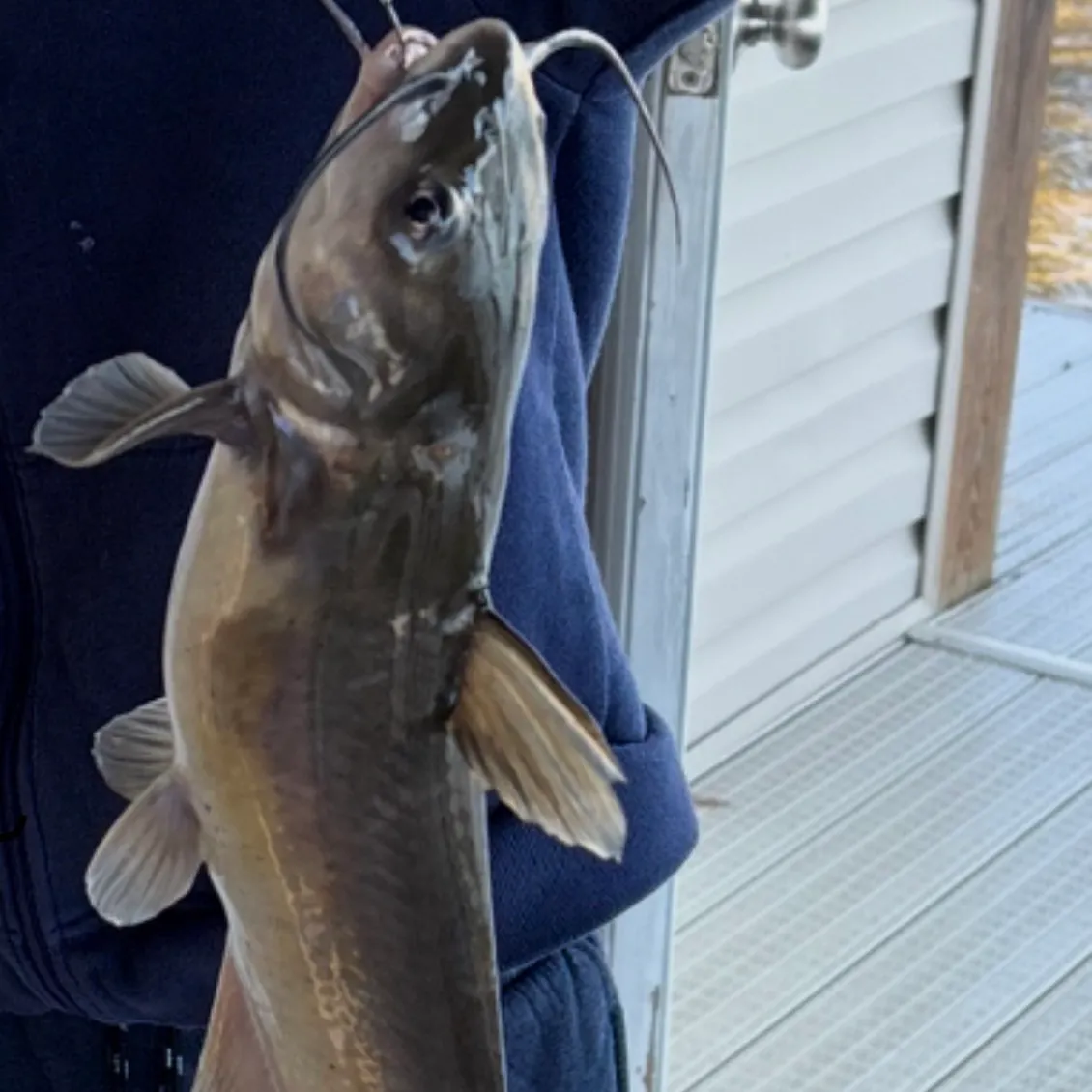 Channel catfish caught on Fishbrain
