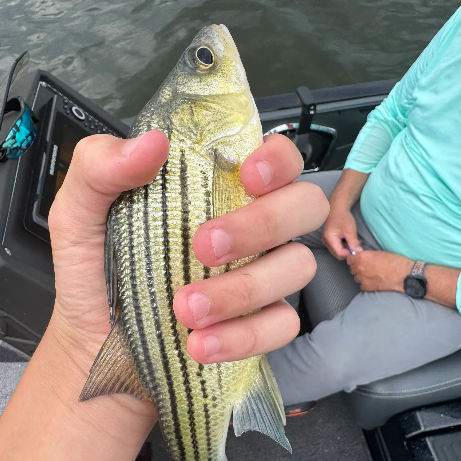 Yellow bass caught on Fishbrain