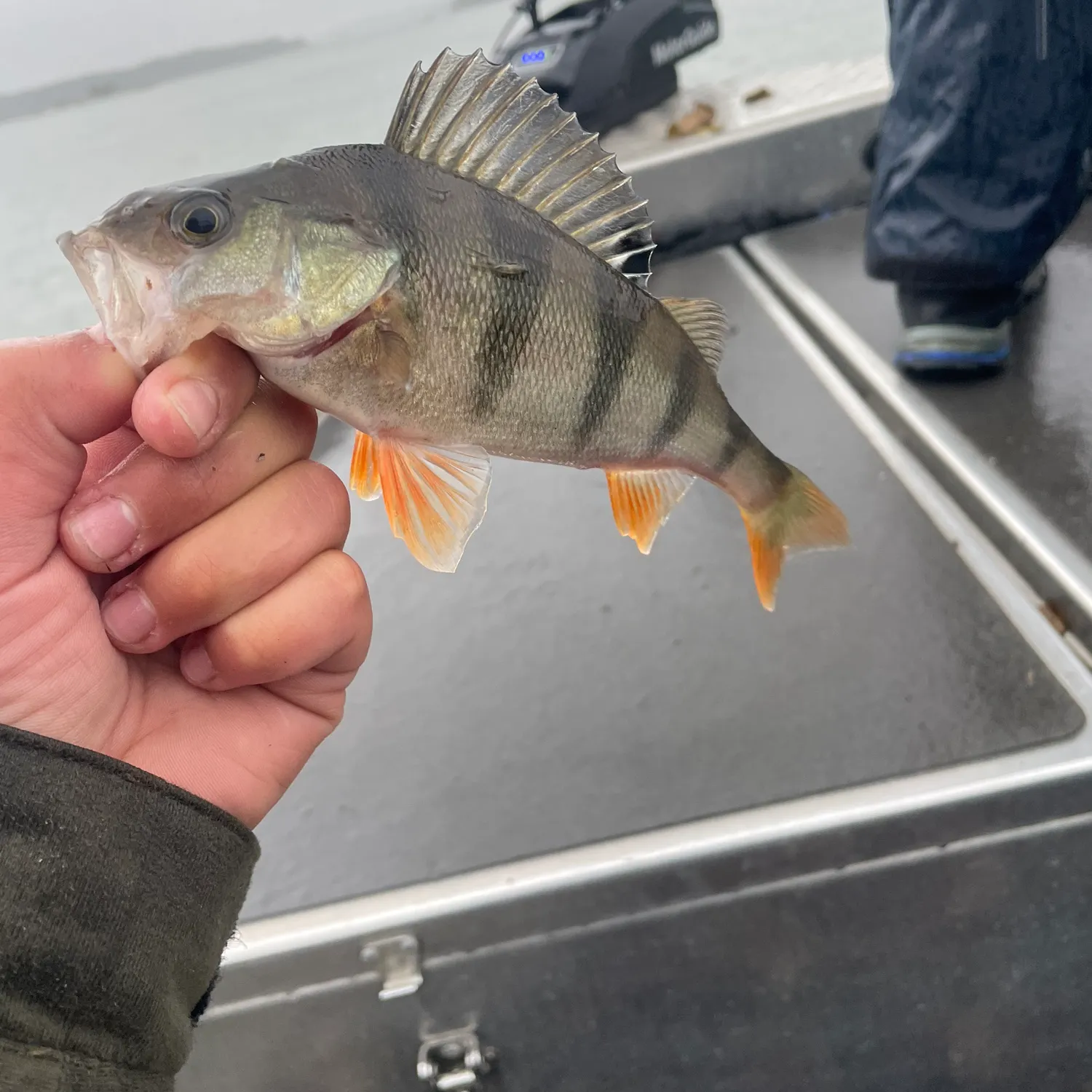 European perch caught on Fishbrain