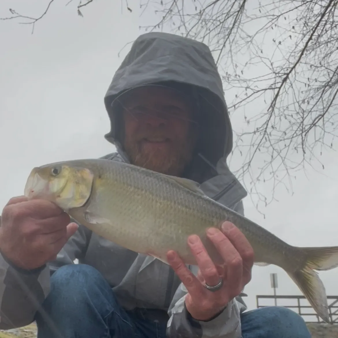 The most recent American shad catches on Fishbrain