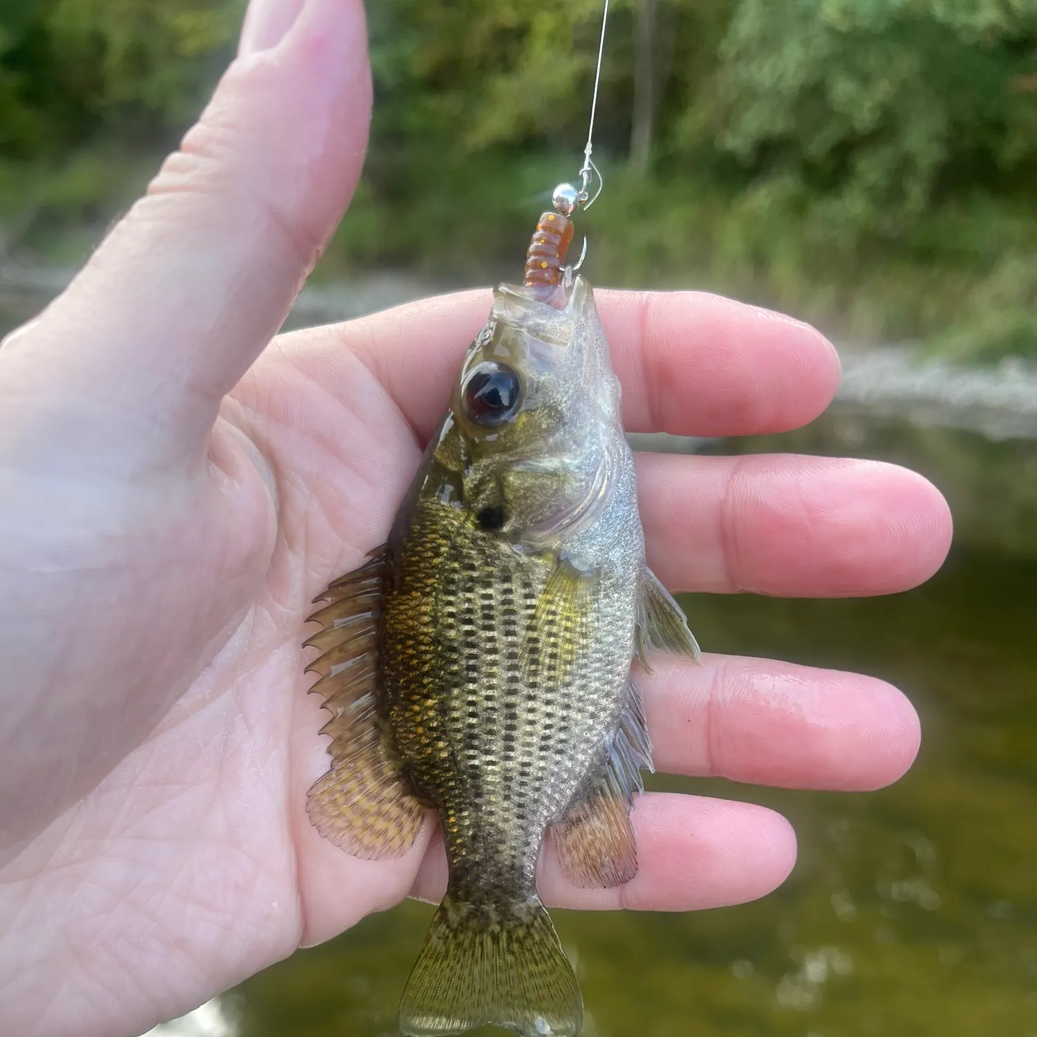 Rock bass caught on Fishbrain