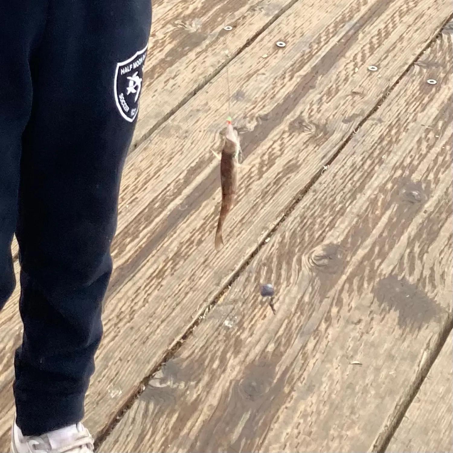 The most recent Olive rockfish catches on Fishbrain