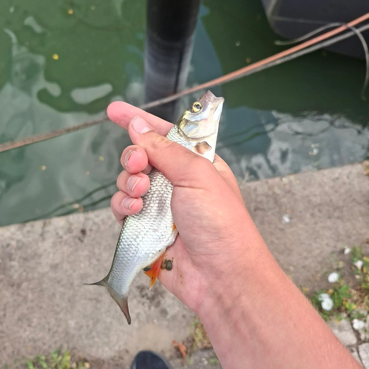 The most recent Ide catches on Fishbrain