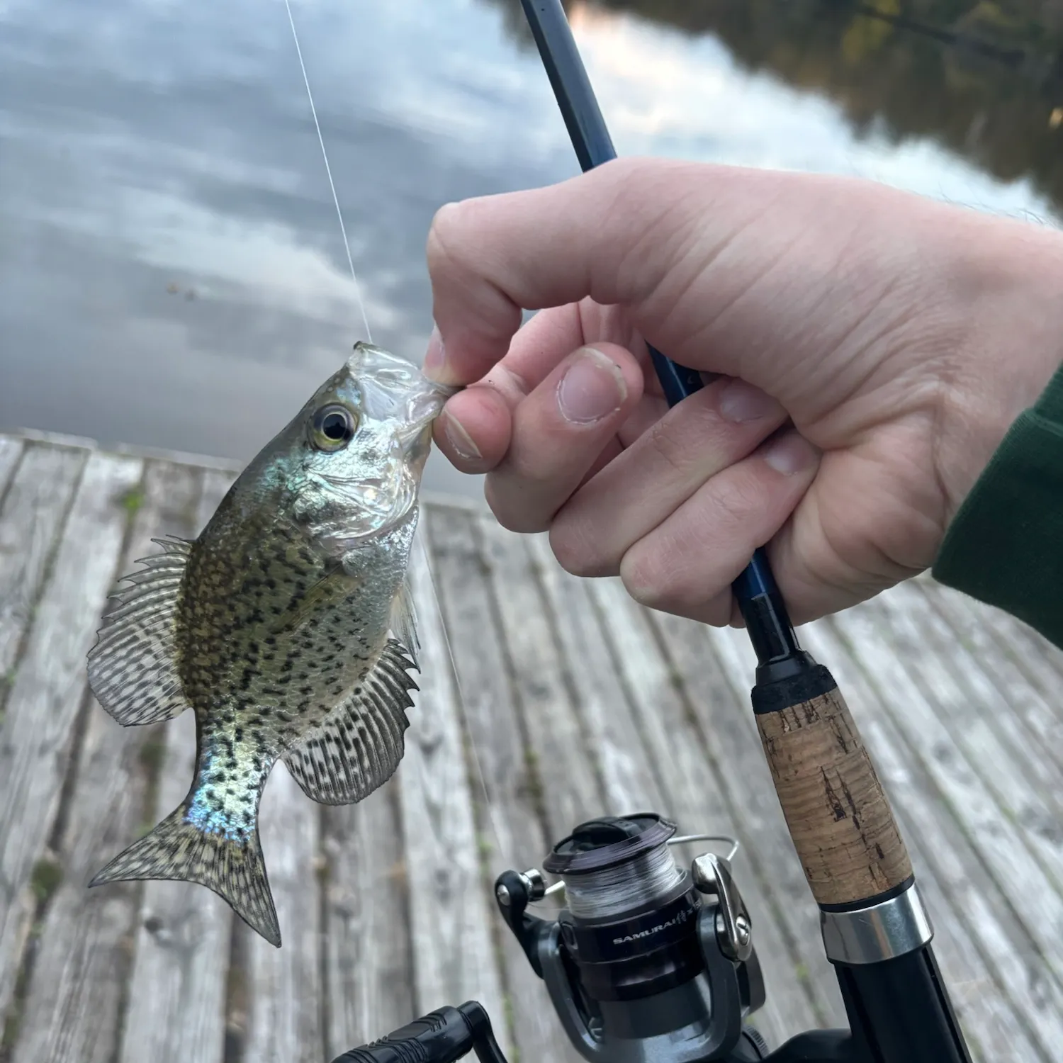 Black crappie caught on Fishbrain