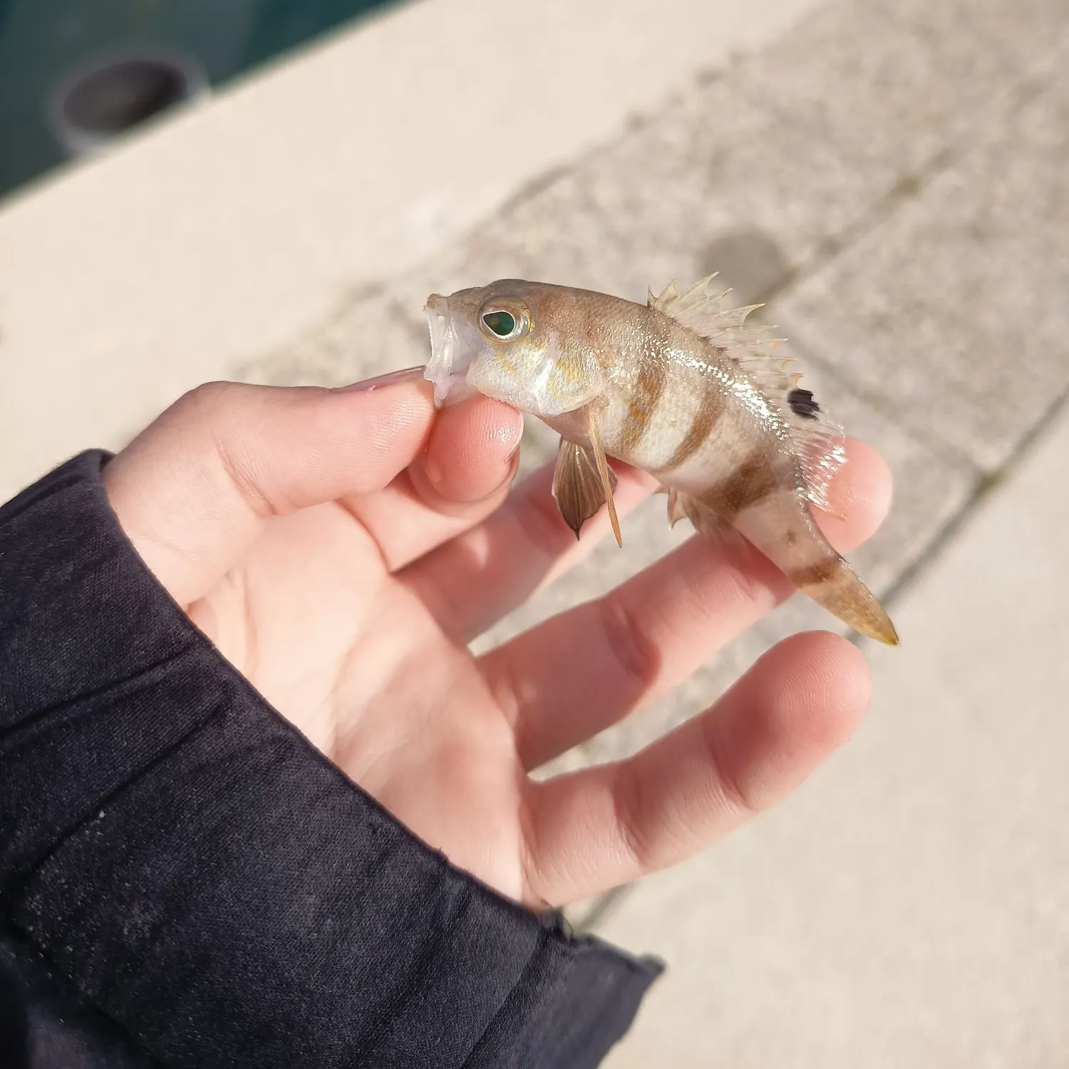 The most recent Brown comber catches on Fishbrain