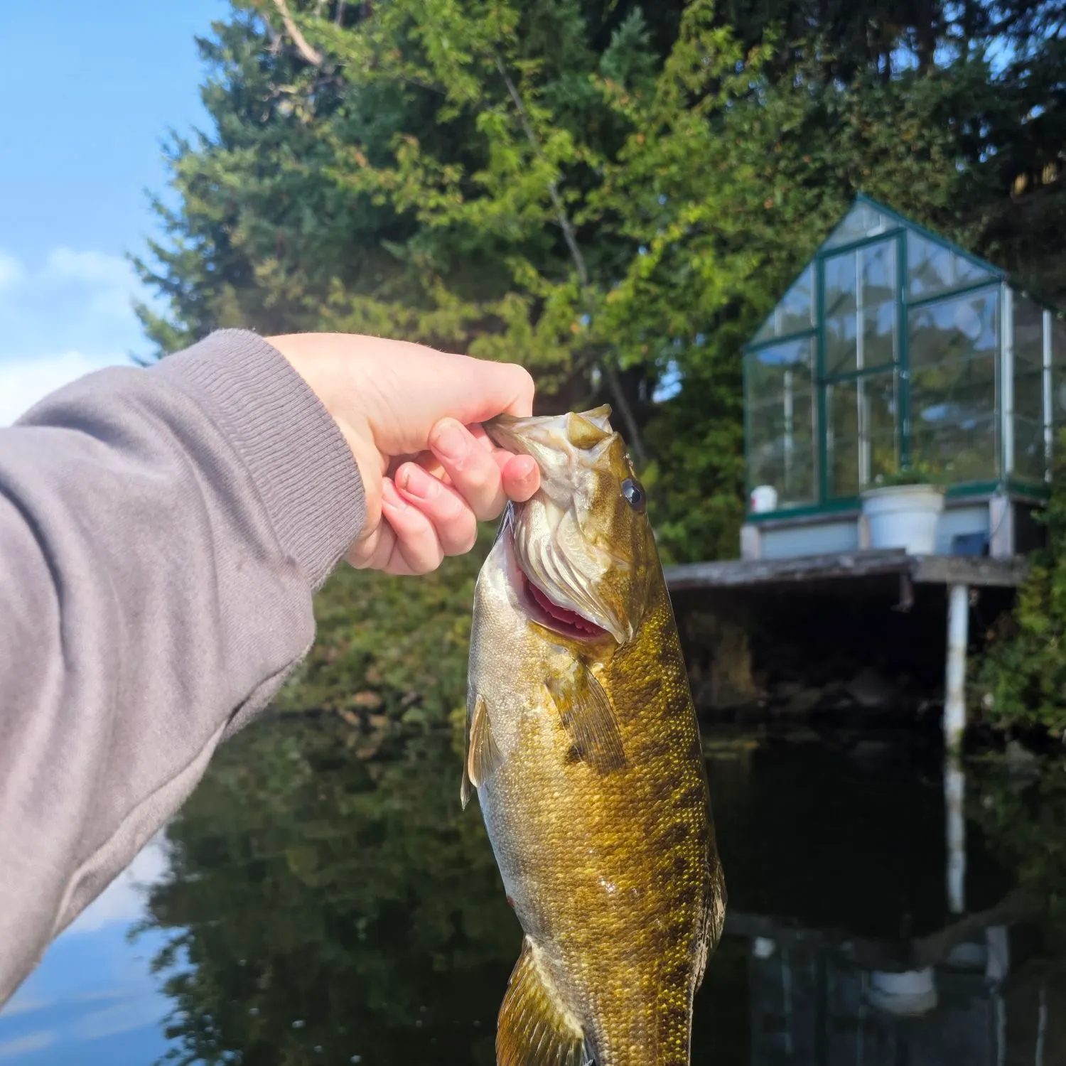 Smallmouth bass caught on Fishbrain