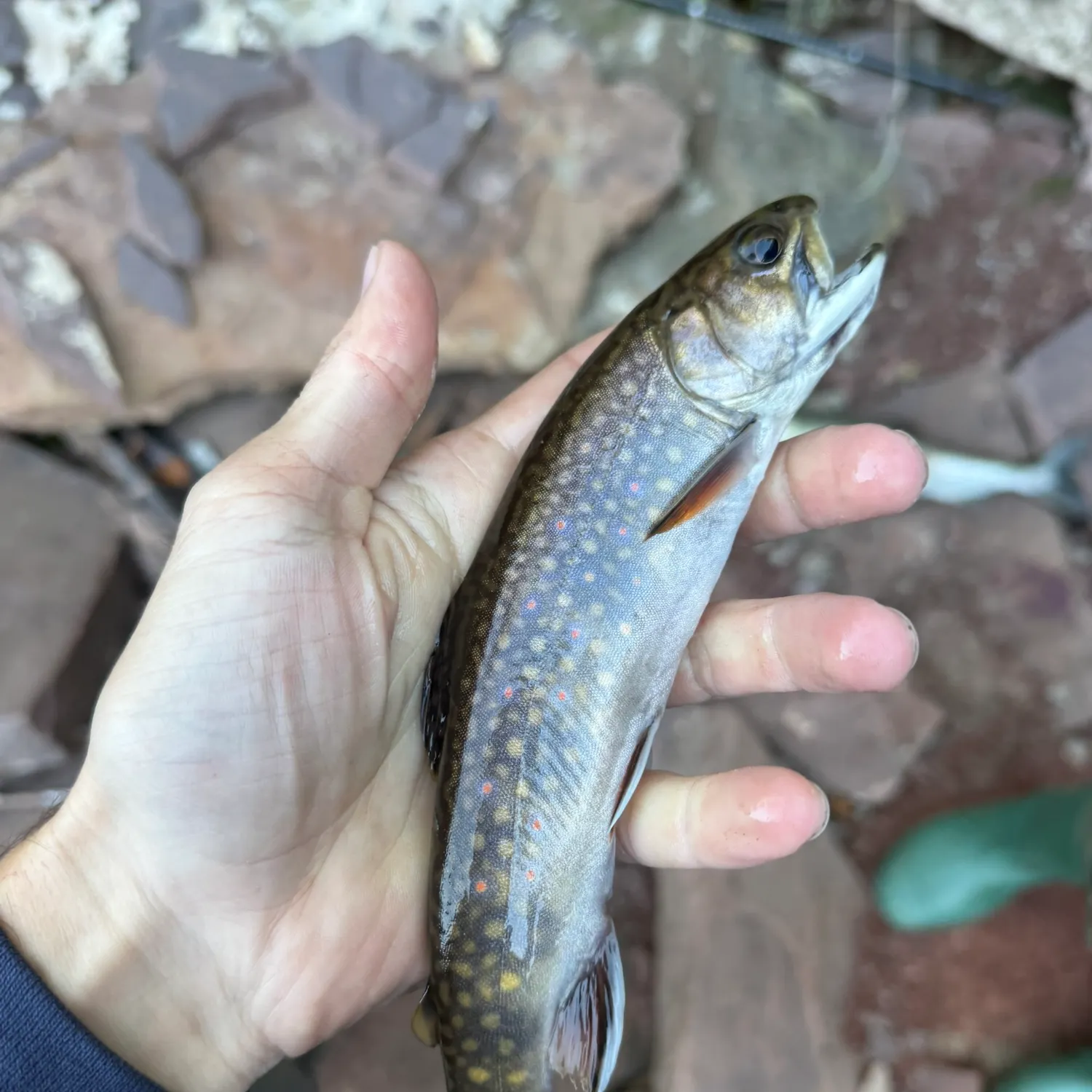 Brook trout caught on Fishbrain