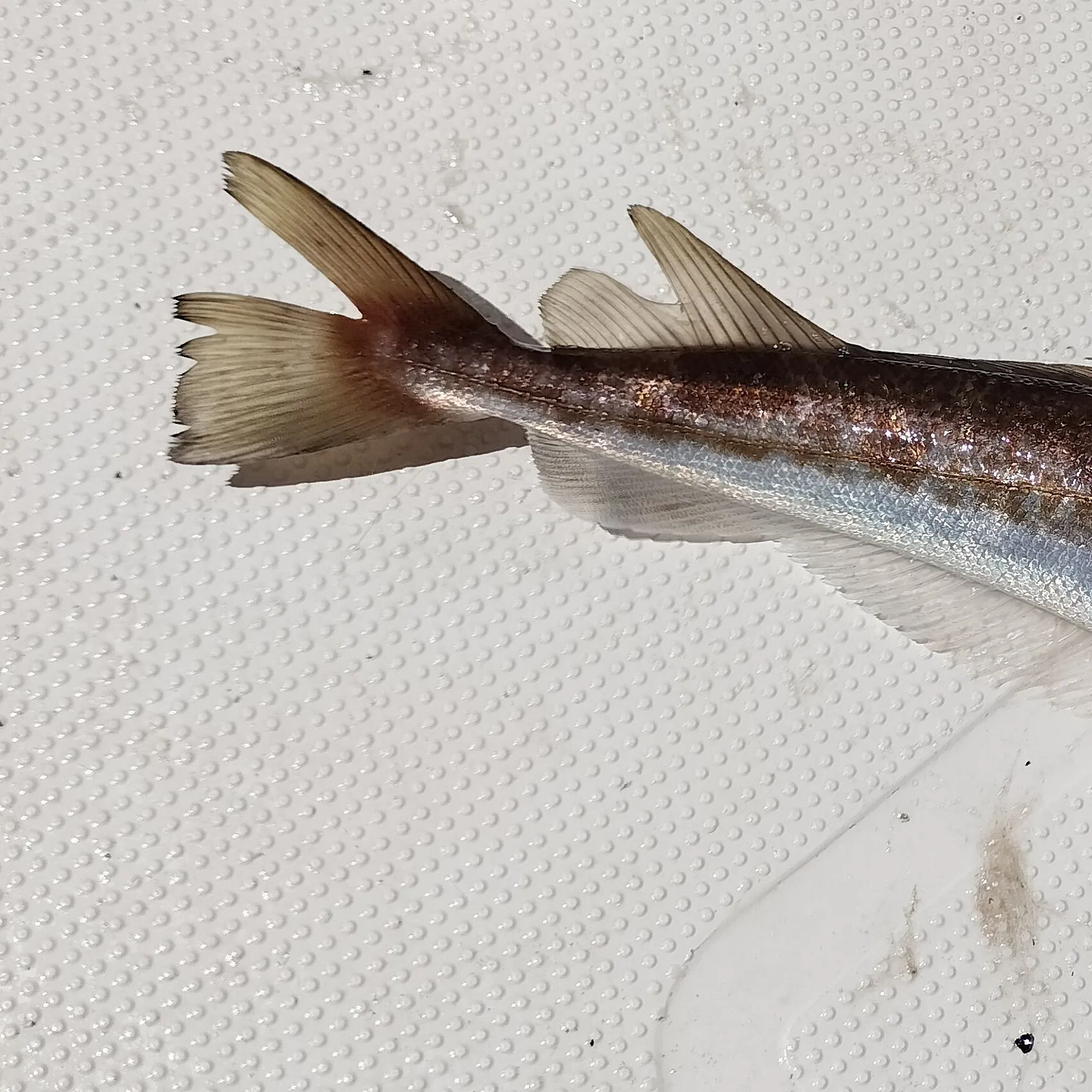 The most recent Silver hake catches on Fishbrain