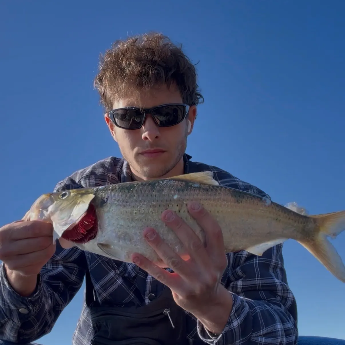 The most recent American shad catches on Fishbrain