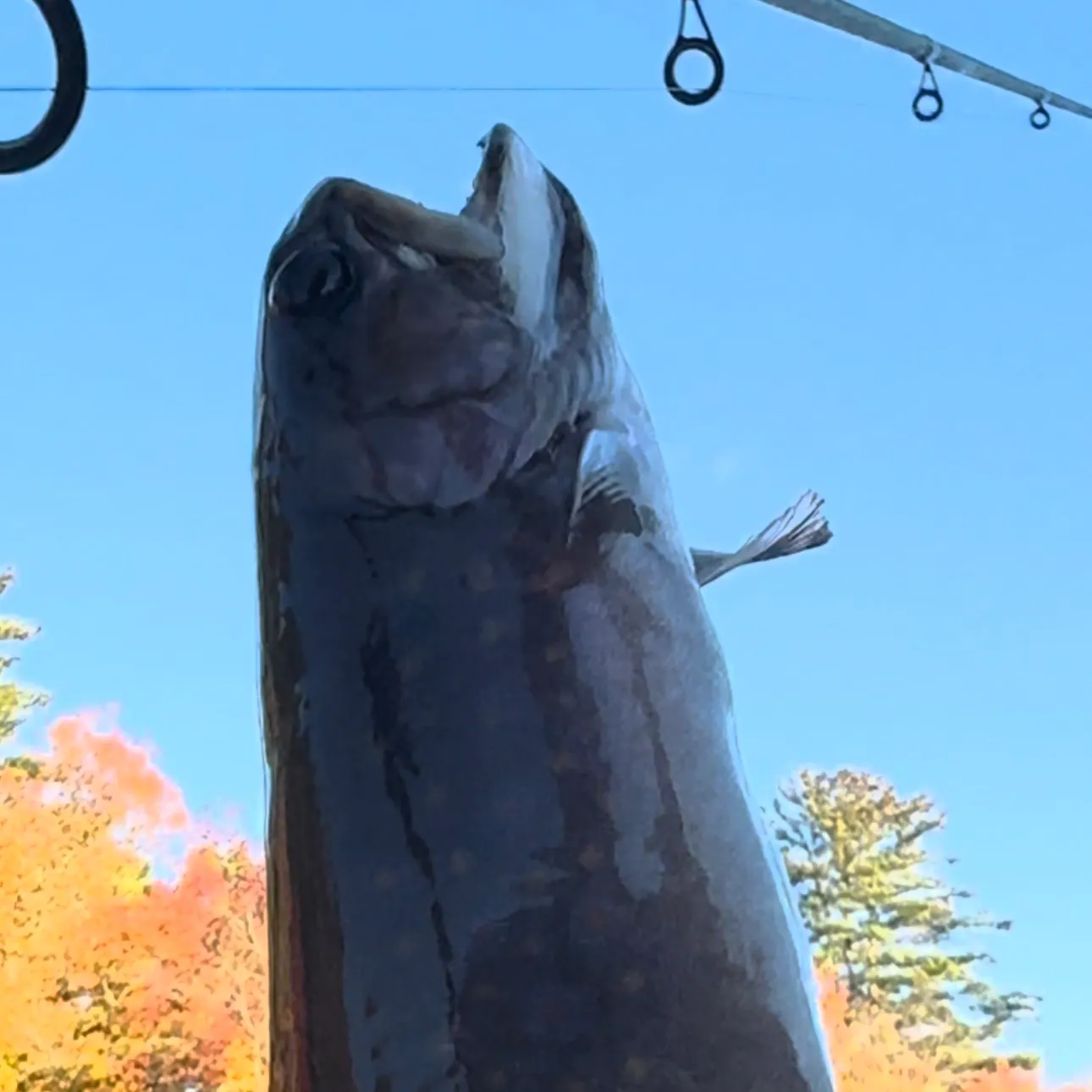 Brook trout caught on Fishbrain