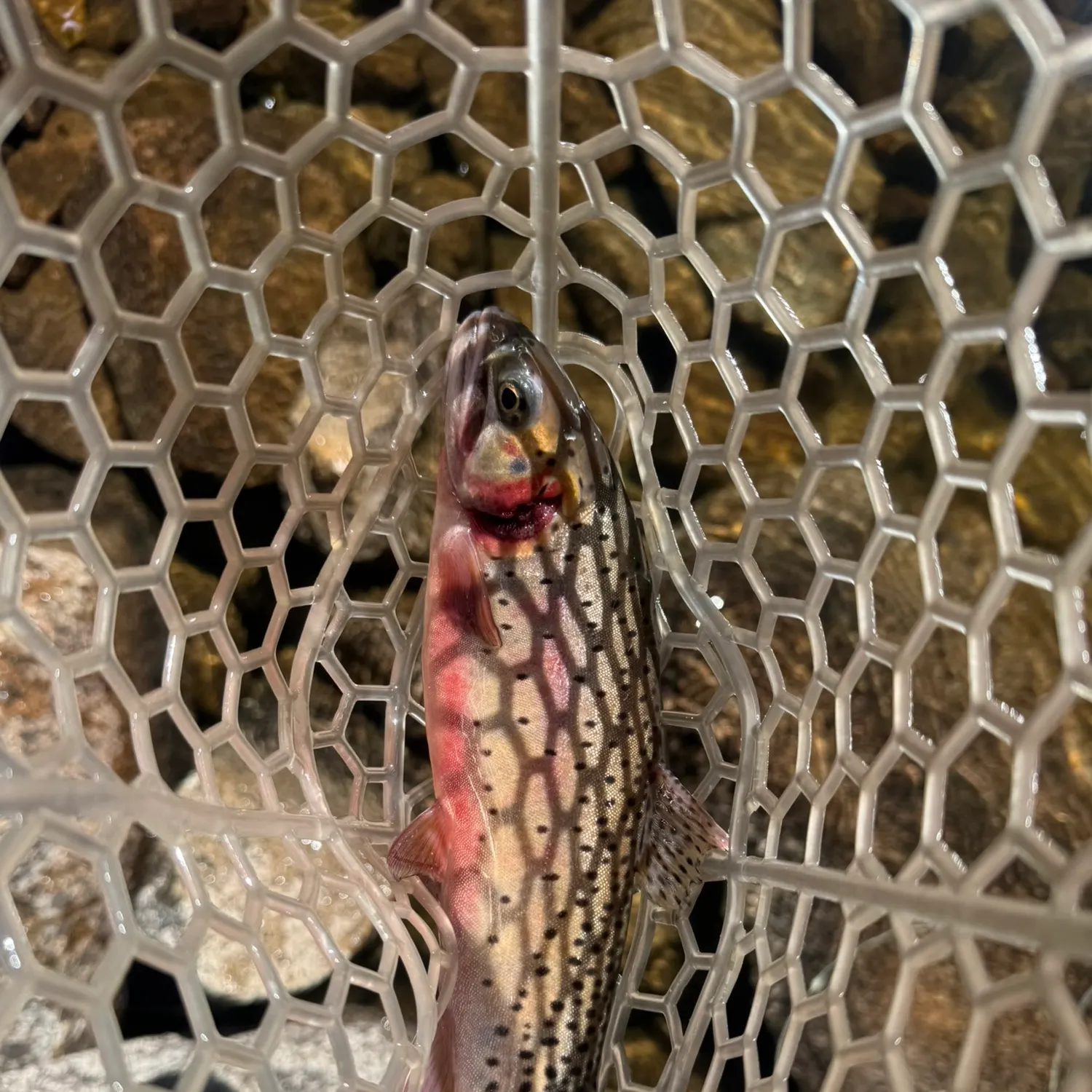 Colorado river cutthroat trout caught on Fishbrain