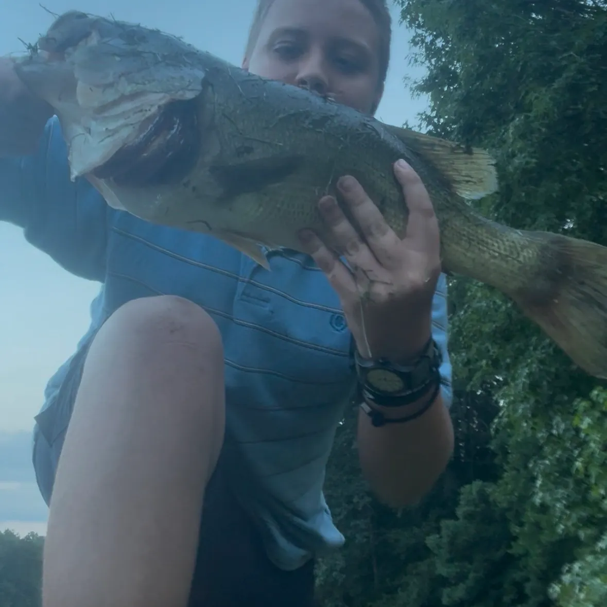 Largemouth bass caught on Fishbrain