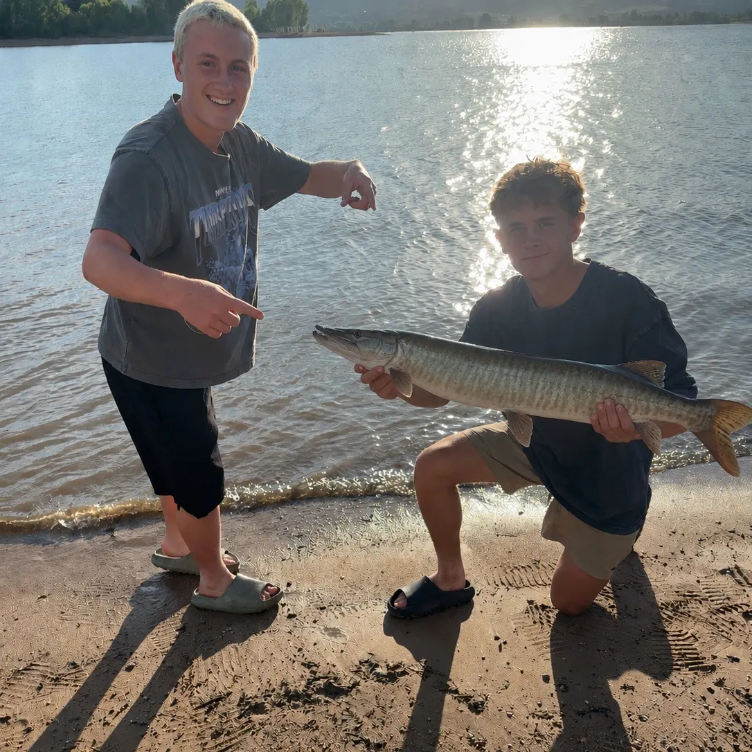 The most recent Tiger muskellunge catches on Fishbrain