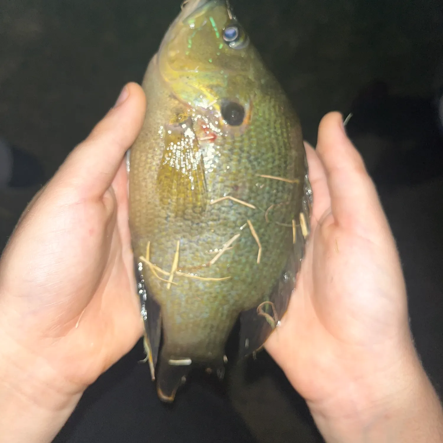 Green sunfish caught on Fishbrain