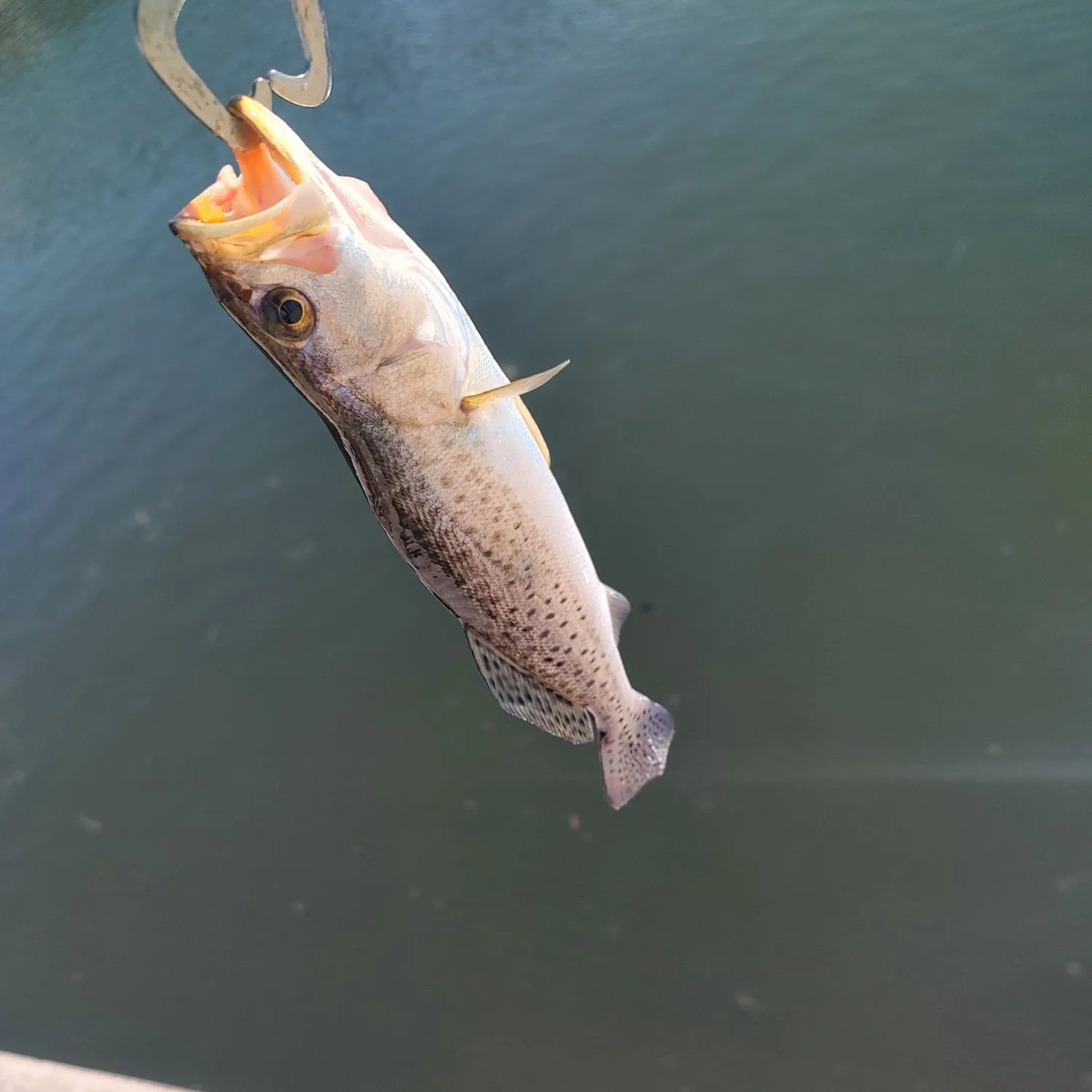 Spotted seatrout caught on Fishbrain
