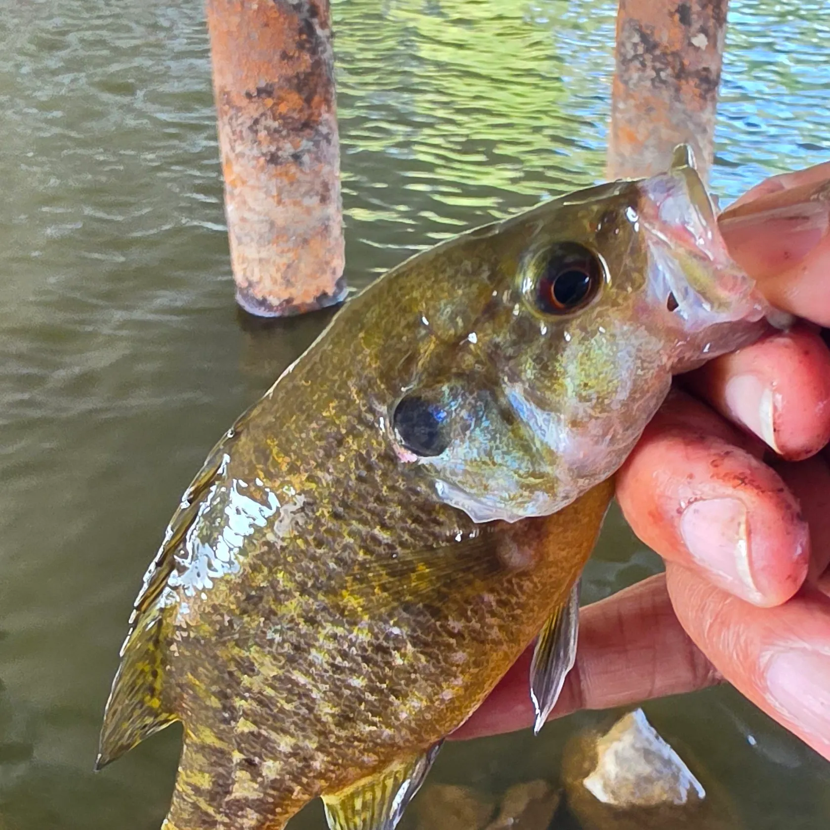 Greengill hybrid caught on Fishbrain