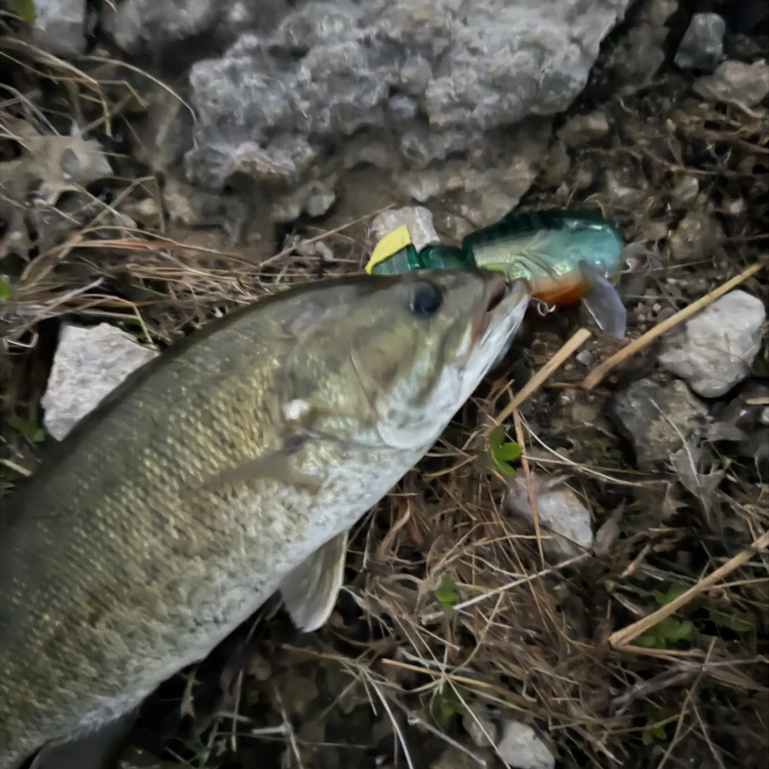 Guadalupe bass caught on Fishbrain