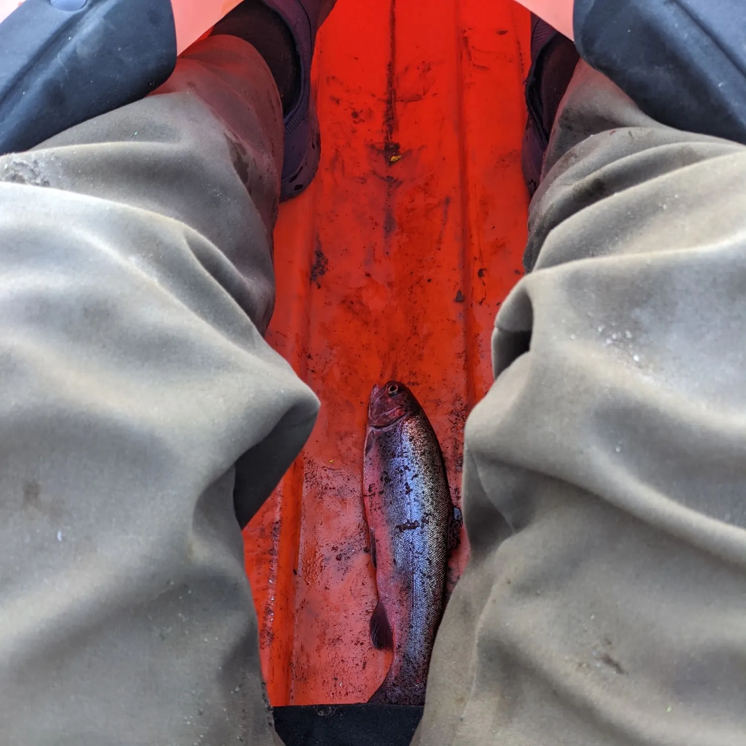 Rainbow trout caught on Fishbrain