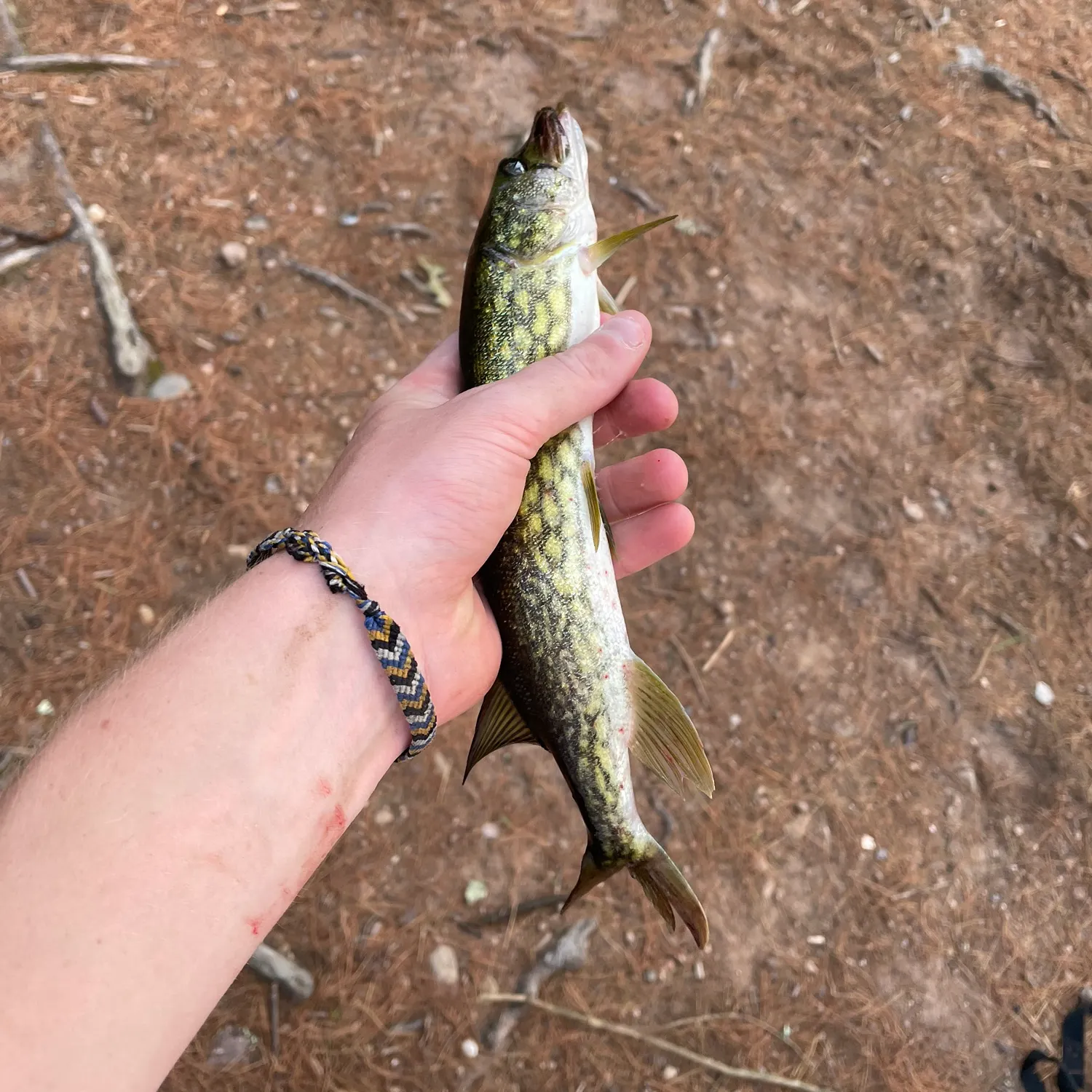 The most recent Chain pickerel catches on Fishbrain