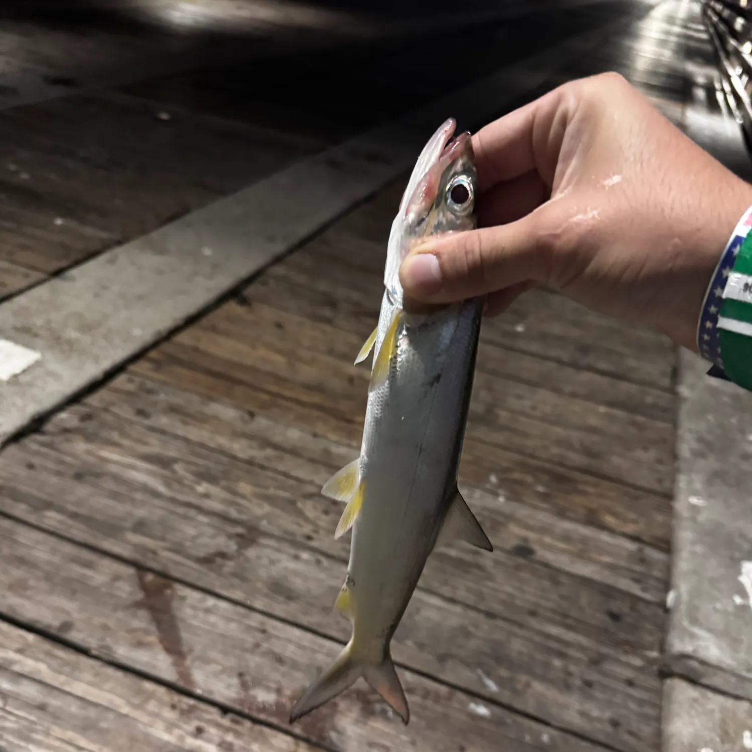 Ladyfish caught on Fishbrain