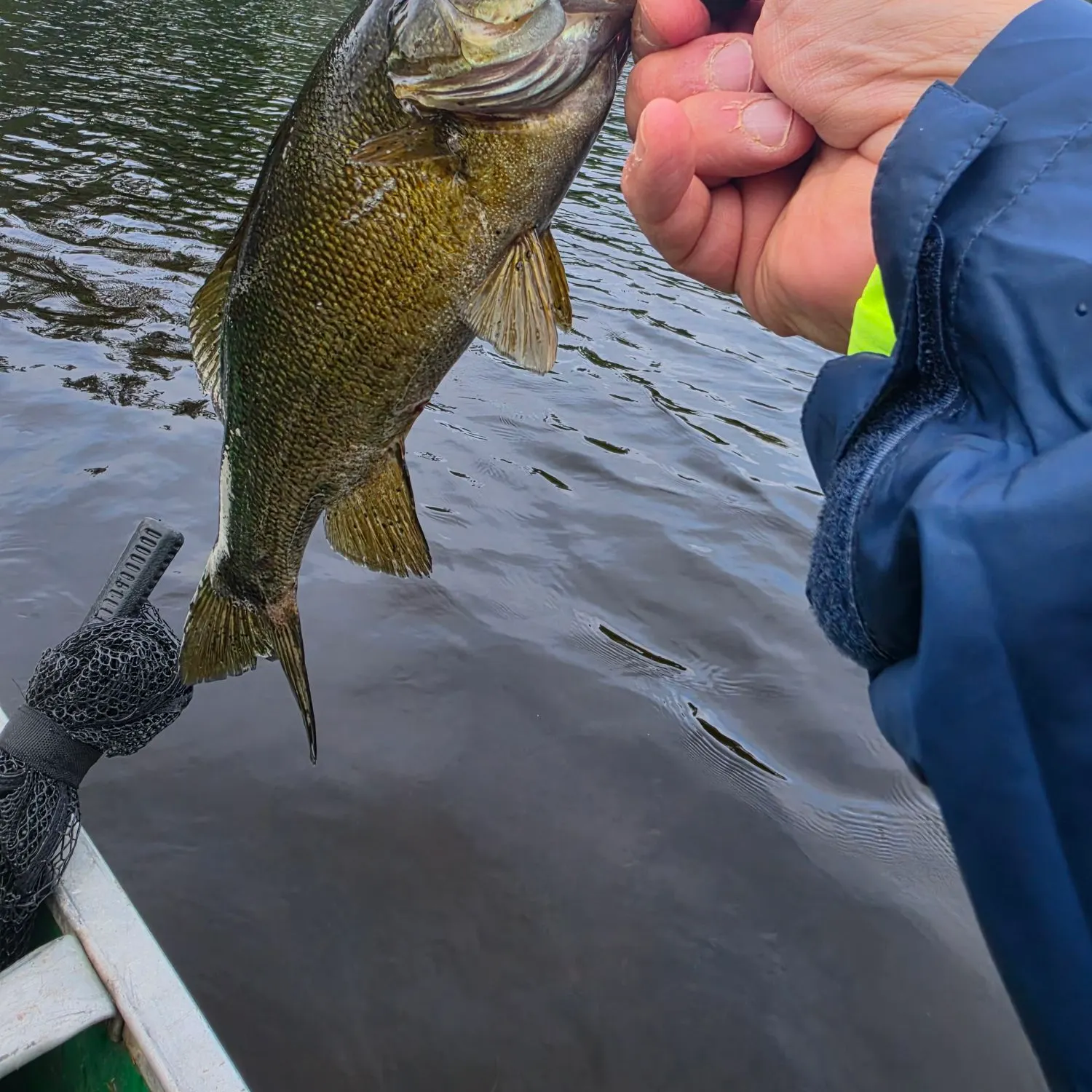 The most recent Smallmouth bass catches on Fishbrain