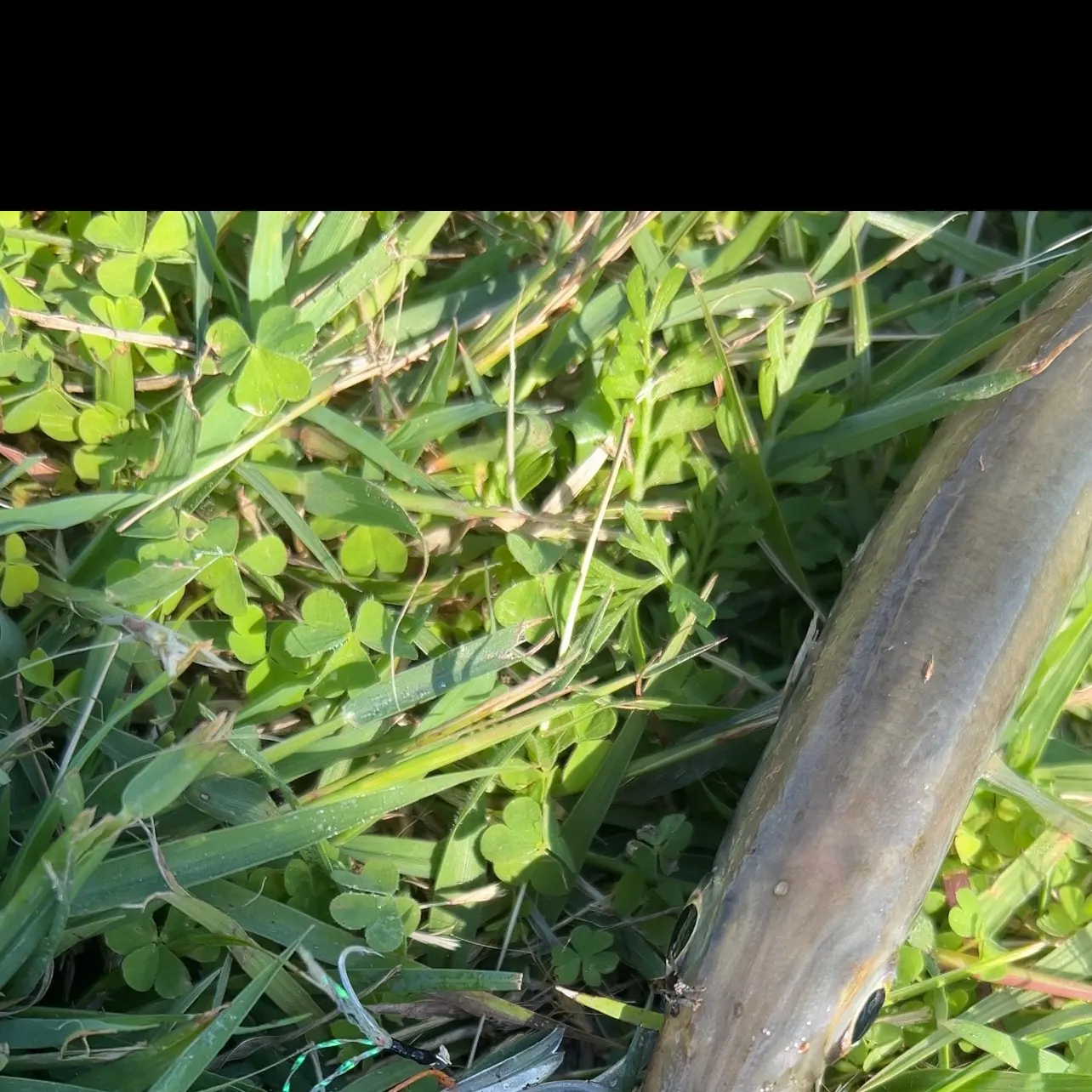 The most recent Australian barracuda catches on Fishbrain