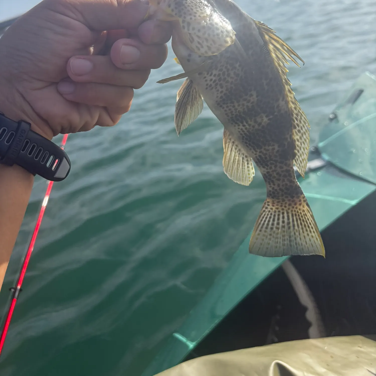 Spotted sand bass caught on Fishbrain