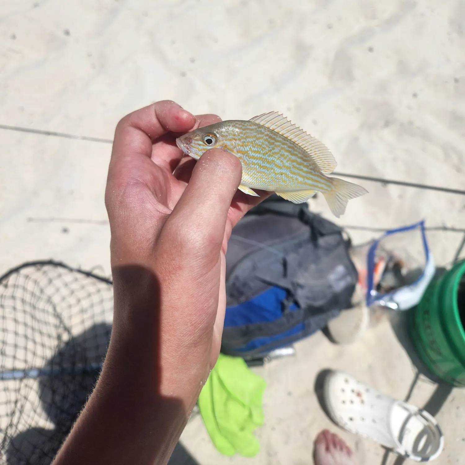 The most recent Bluestriped grunt catches on Fishbrain