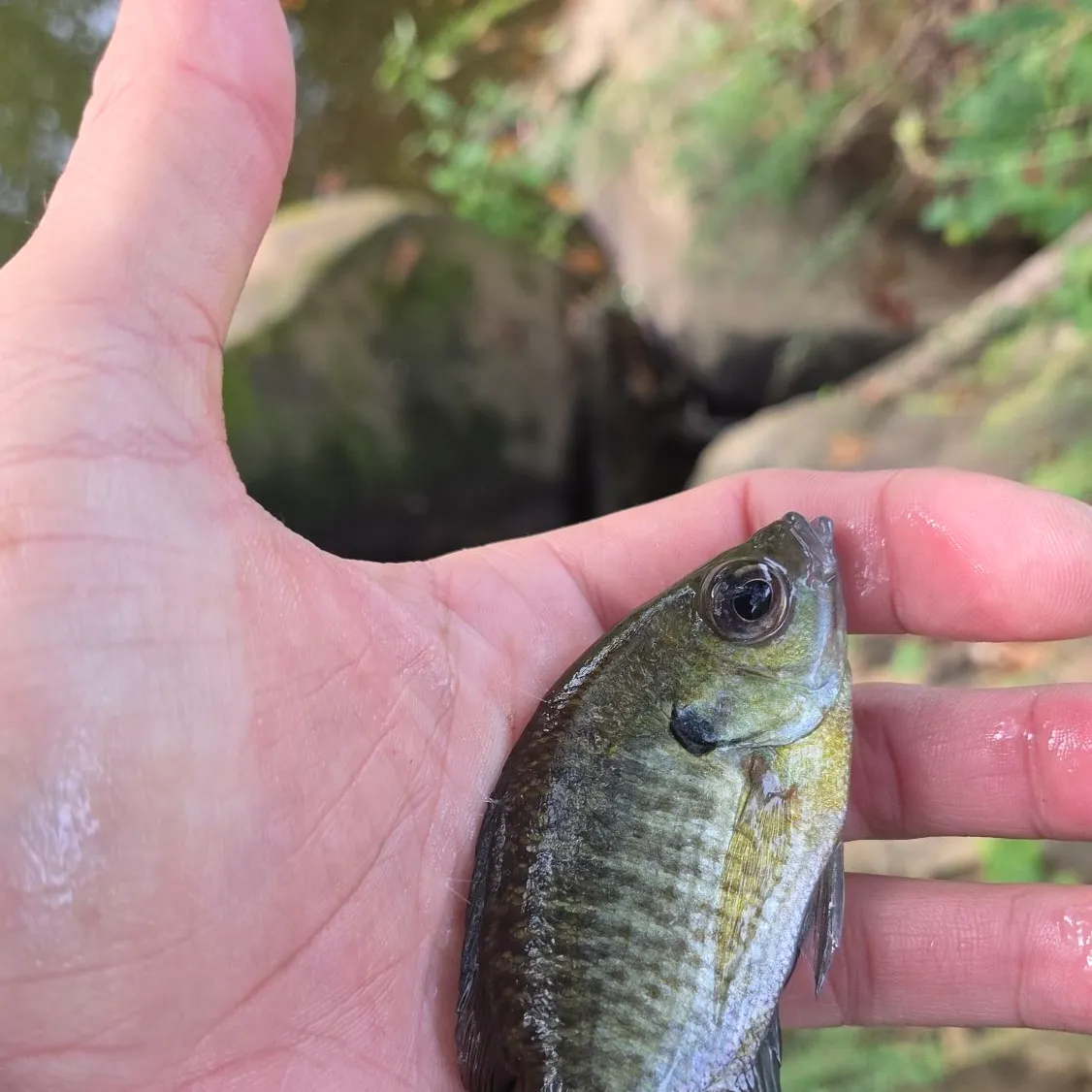 Bluegill caught on Fishbrain