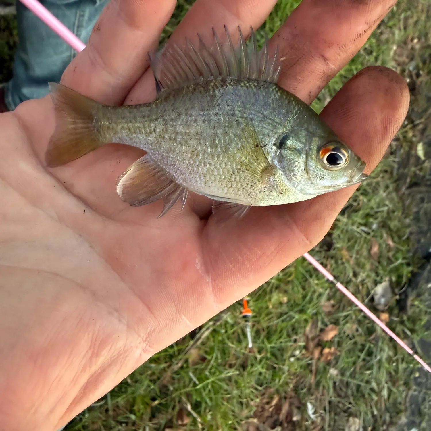 Bluegill caught on Fishbrain