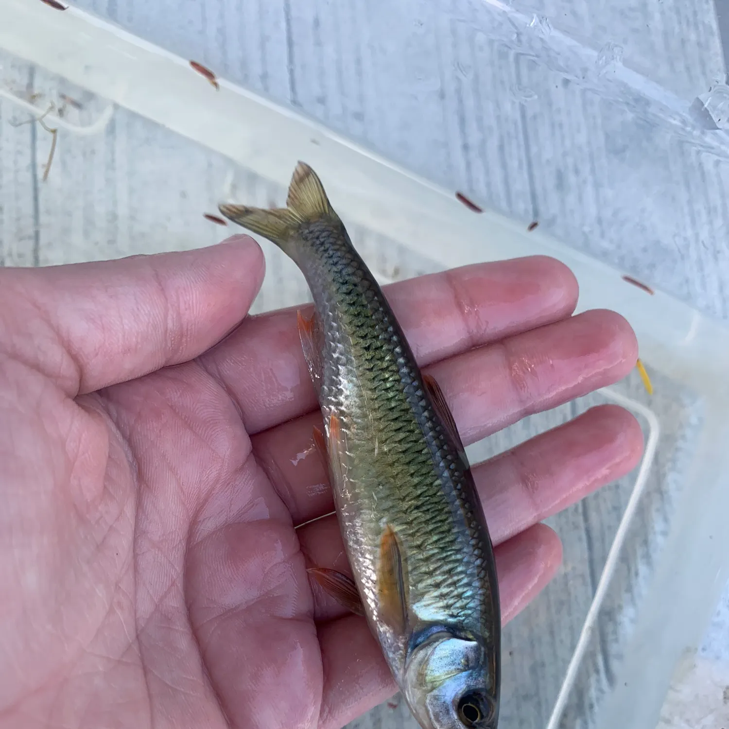 The most recent Bridle shiner catches on Fishbrain