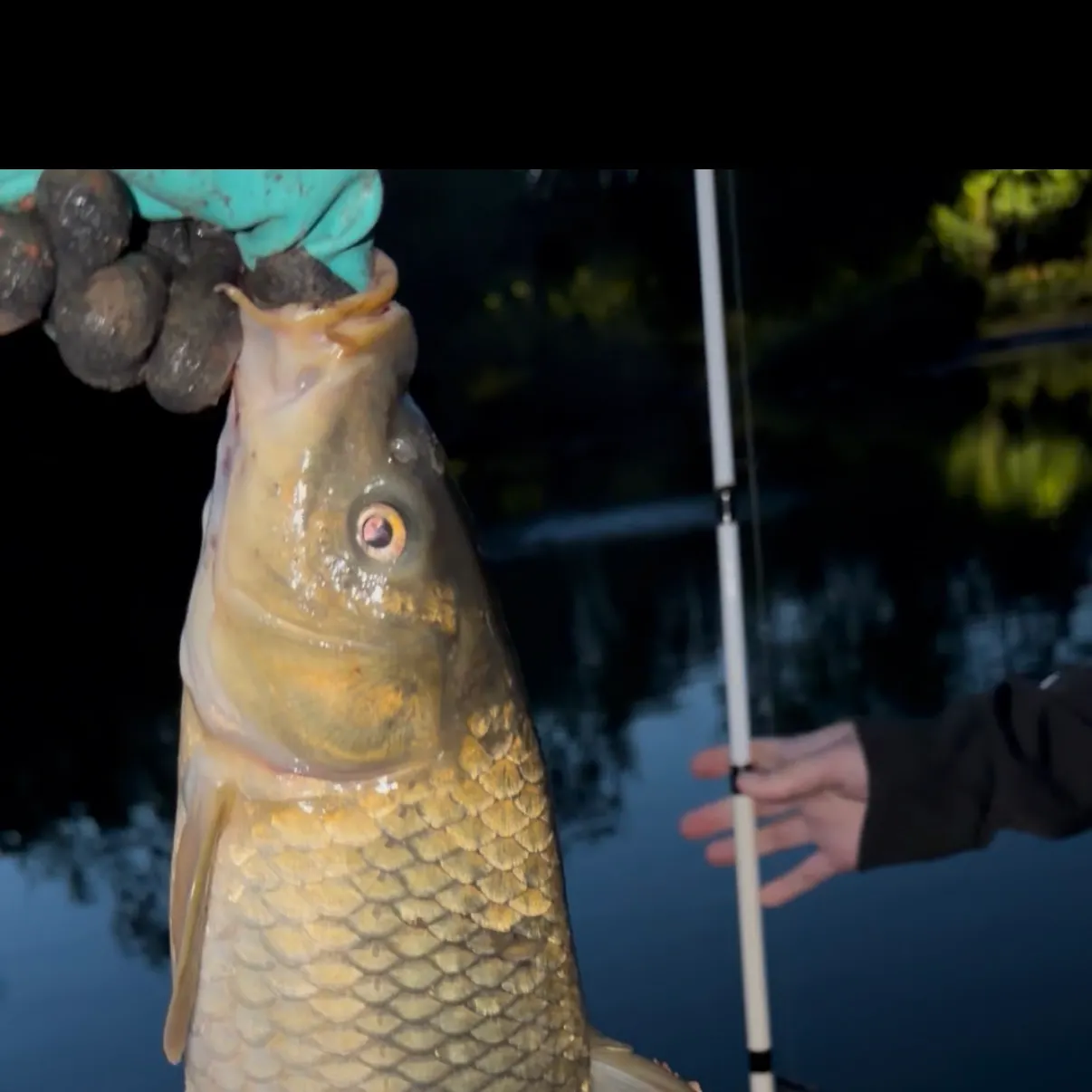Common carp caught on Fishbrain