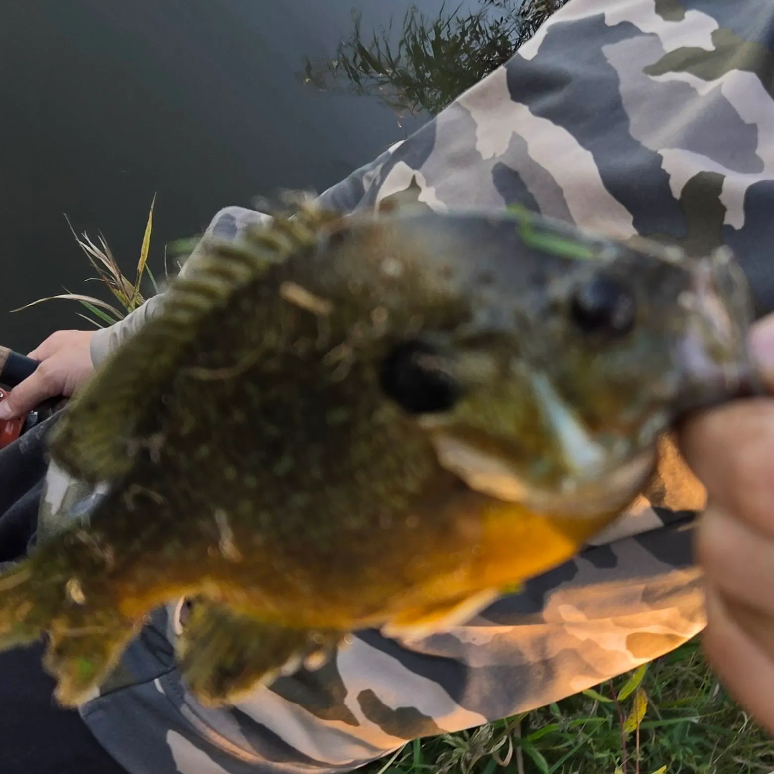 Bluegill caught on Fishbrain