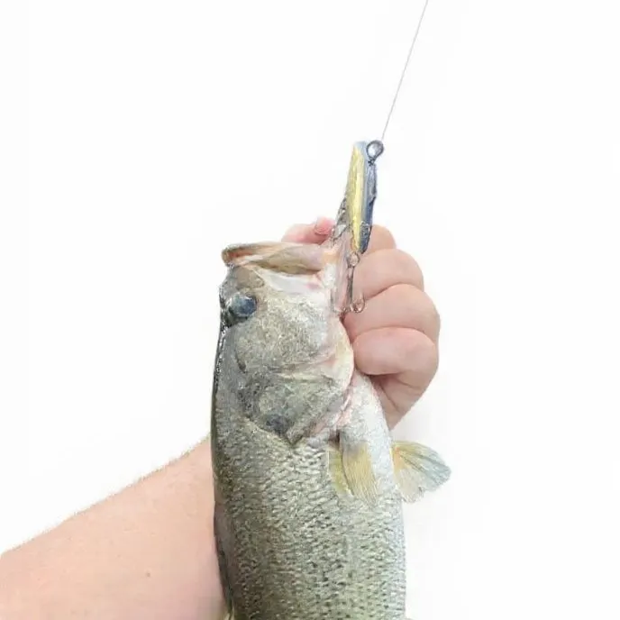 Florida bass caught on Fishbrain