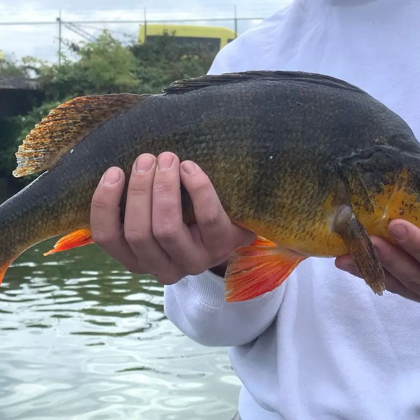 European perch caught on Fishbrain