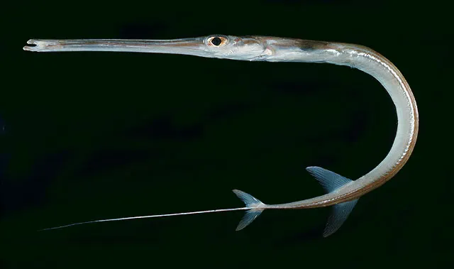 Red cornetfish