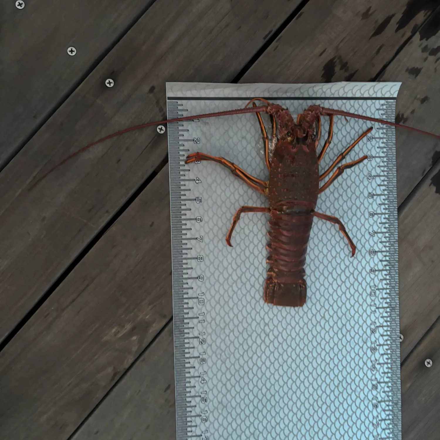 The most recent Banded spiny lobster catches on Fishbrain