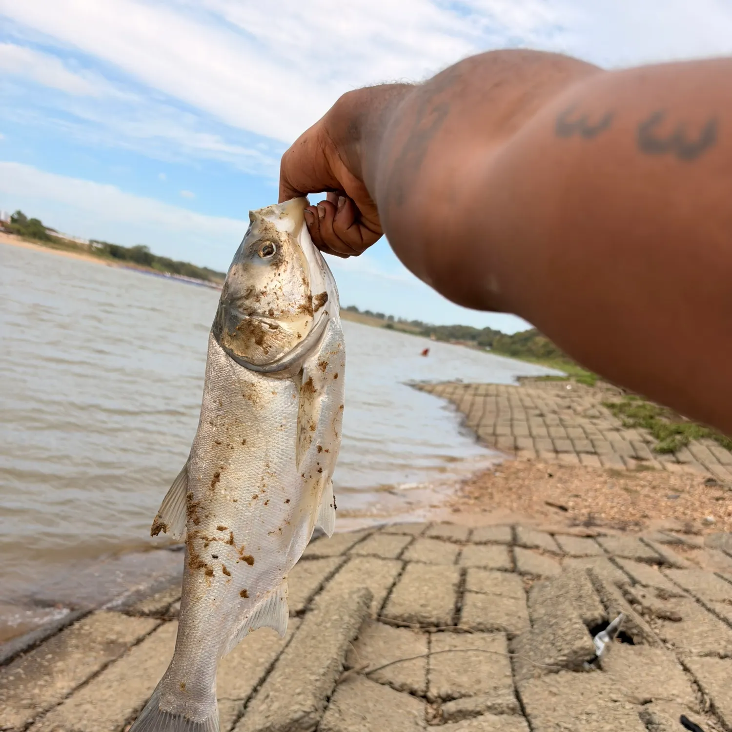 Silver carp caught on Fishbrain