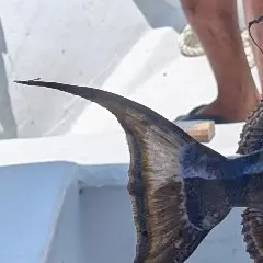 Queen triggerfish caught on Fishbrain
