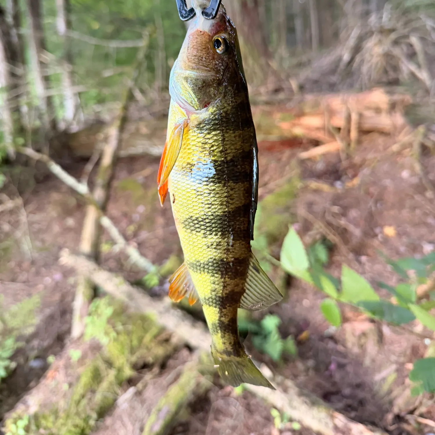 Yellow perch caught on Fishbrain