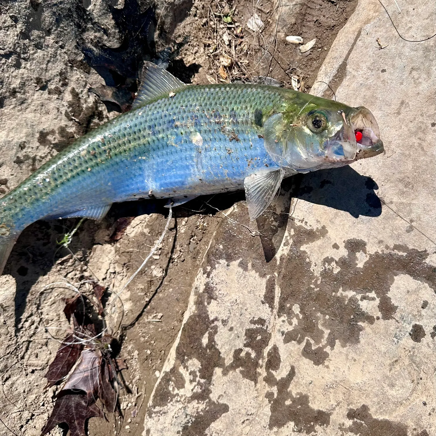The most recent American shad catches on Fishbrain