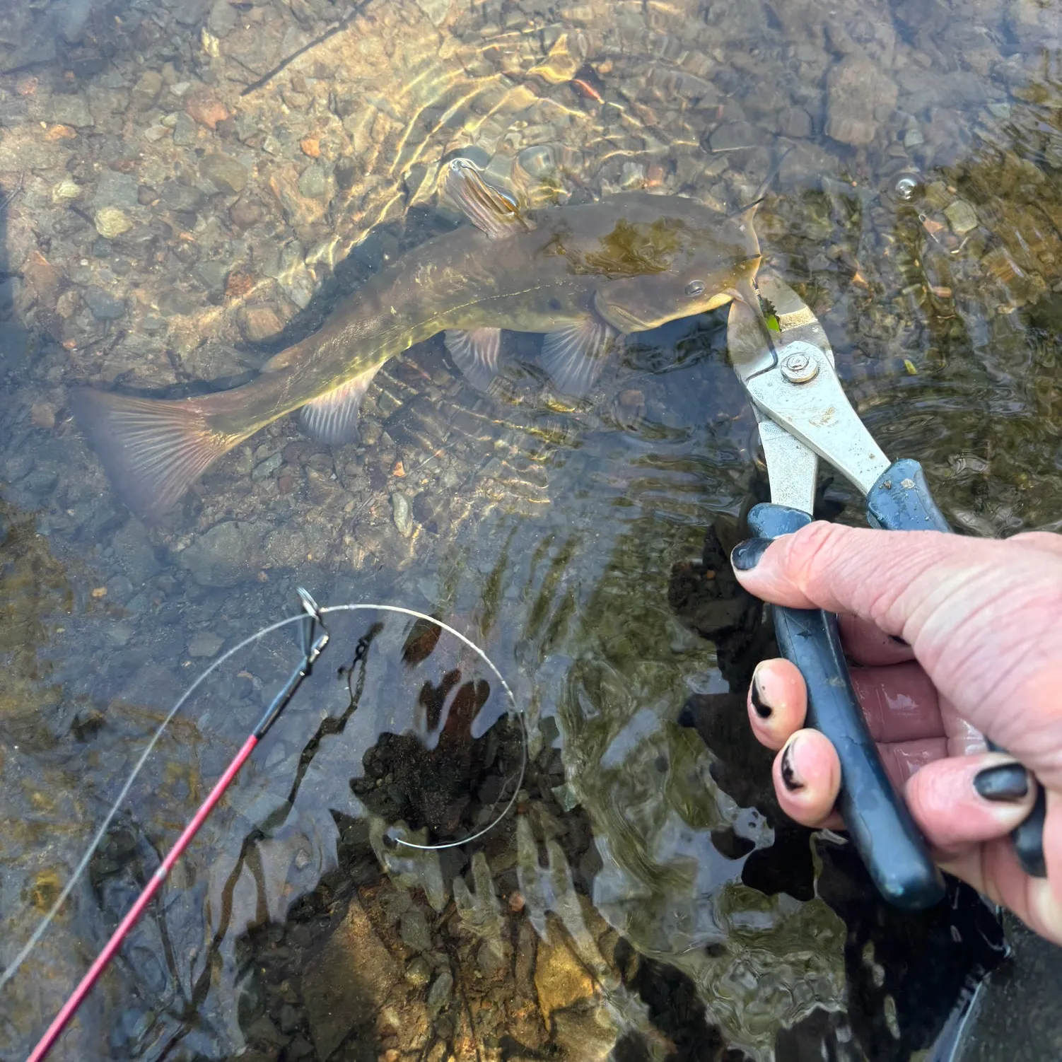 catch
