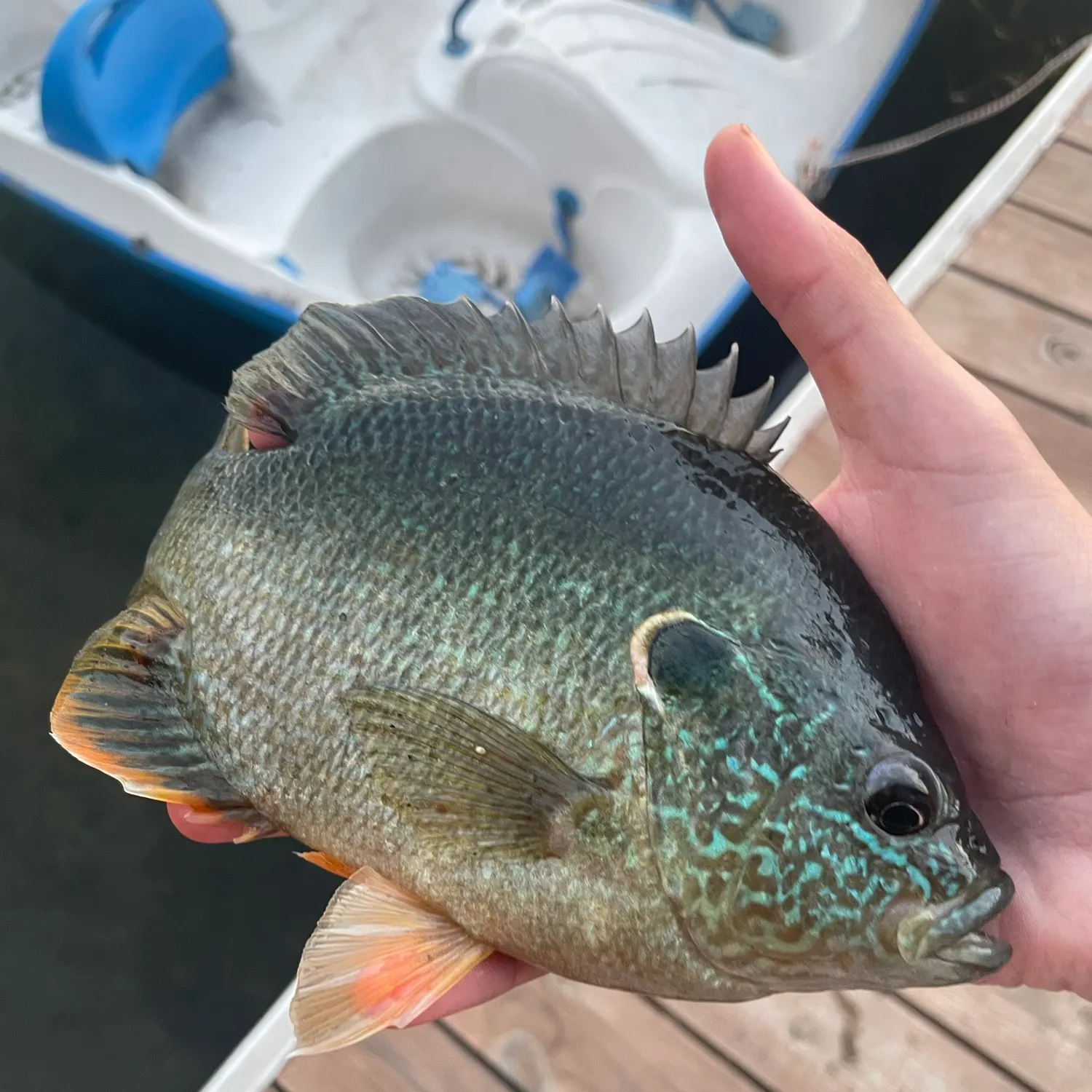 Greengill hybrid caught on Fishbrain