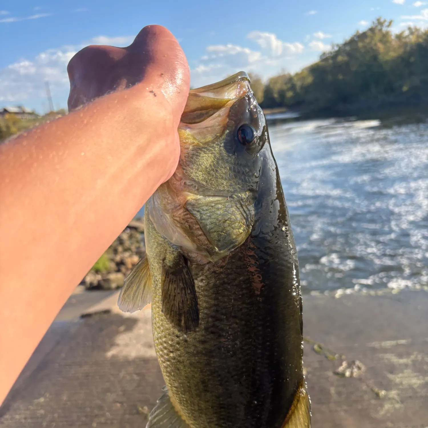 Largemouth bass caught on Fishbrain