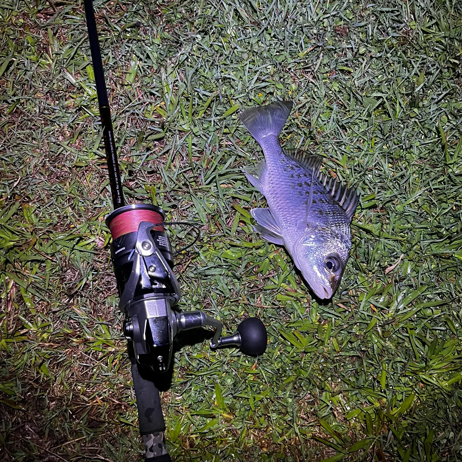 The most recent Javelin grunter catches on Fishbrain