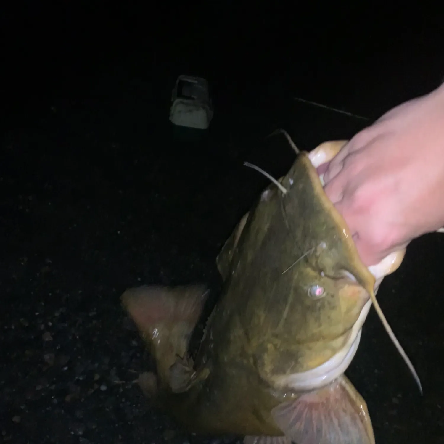 most liked catch image