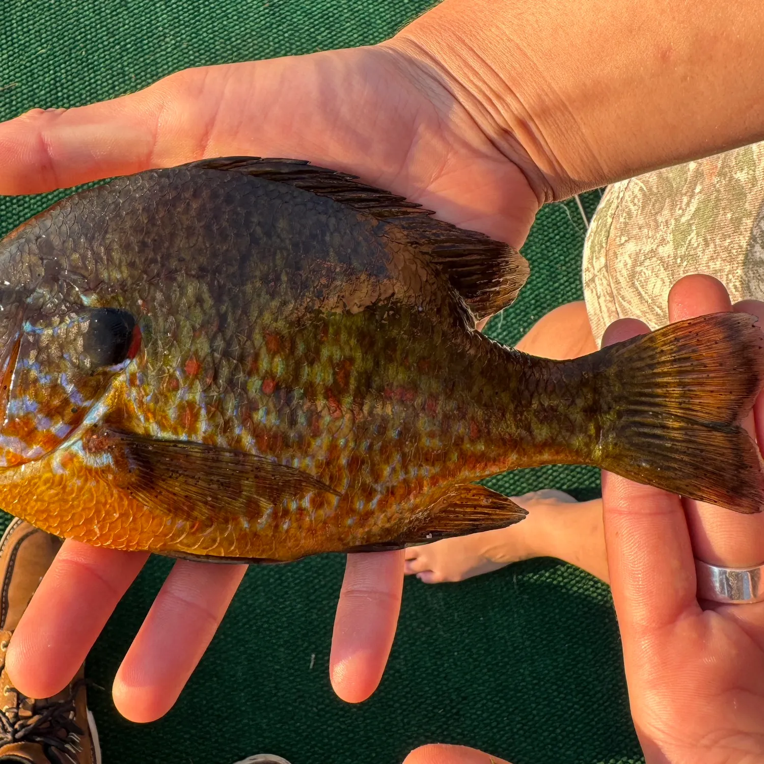 recently logged catches